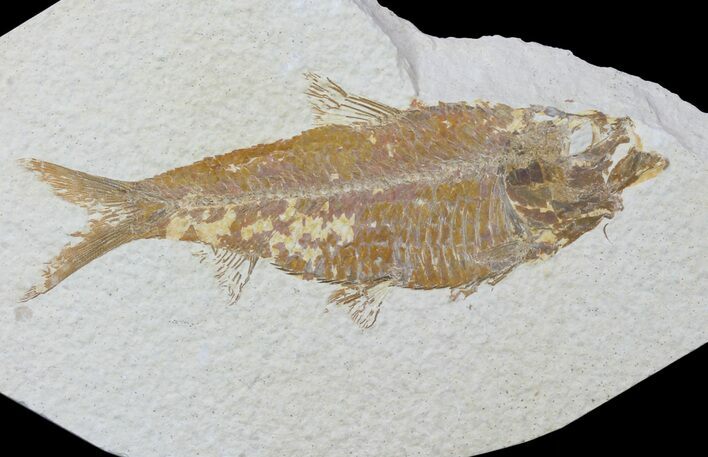 Detailed Fossil Fish (Knightia) - Wyoming #88564